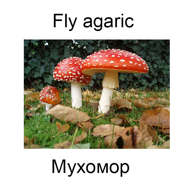 Ягоды и грибы на английском